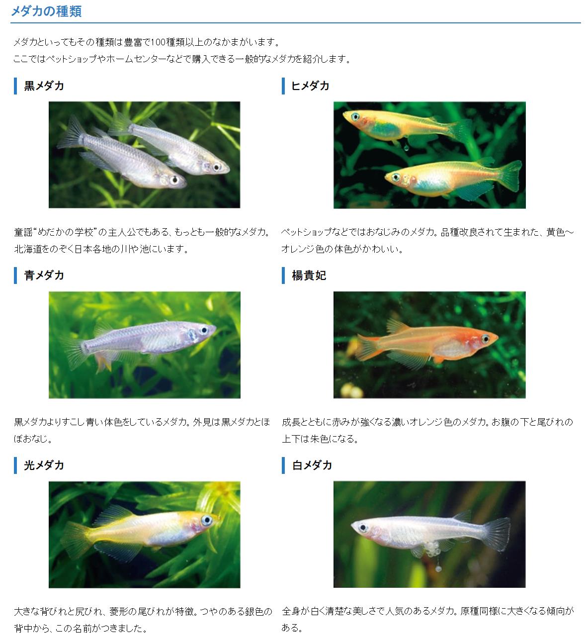 ペットとしてのメダカが大ブームとは知らなかった、手軽に飼育、副業で繁殖も簡単だって